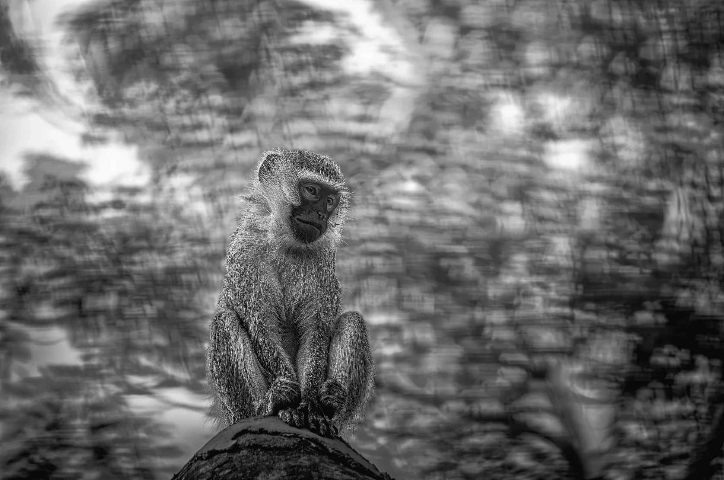 Vervet Monkey Portrait in Uganda in monochrome.
