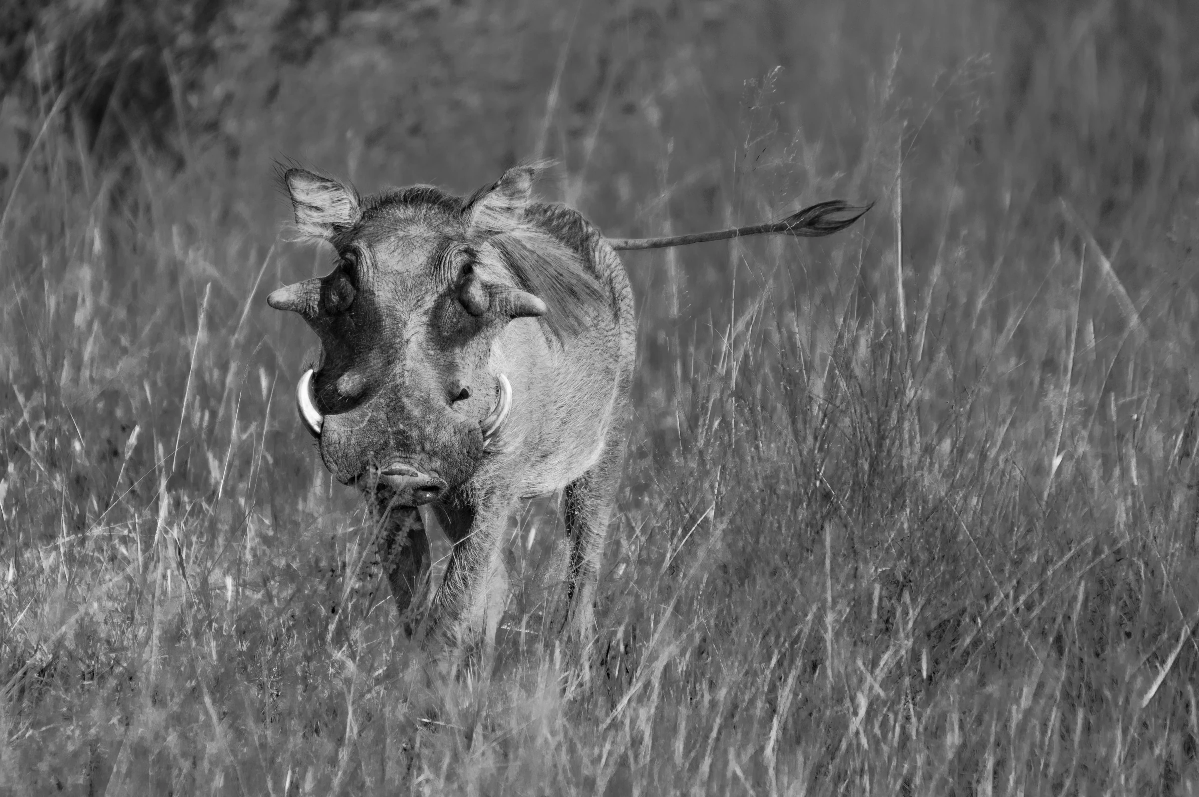 A warthog with tusks walking towards the camera through tall grass in the African savanna.