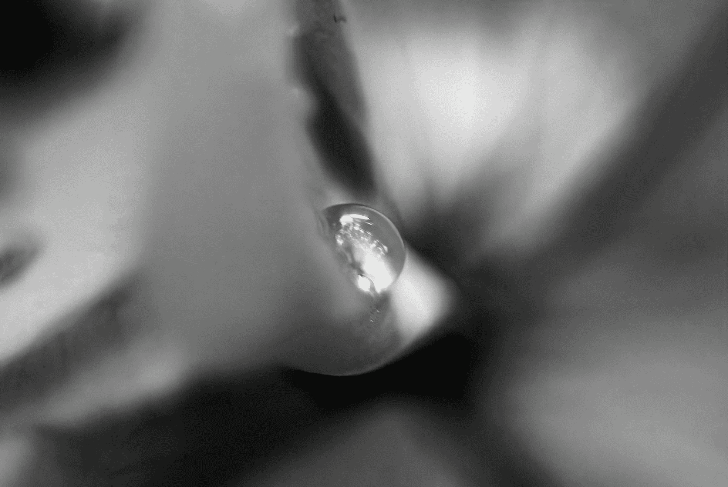 Black and white macro photograph of a water droplet clinging to a plant.