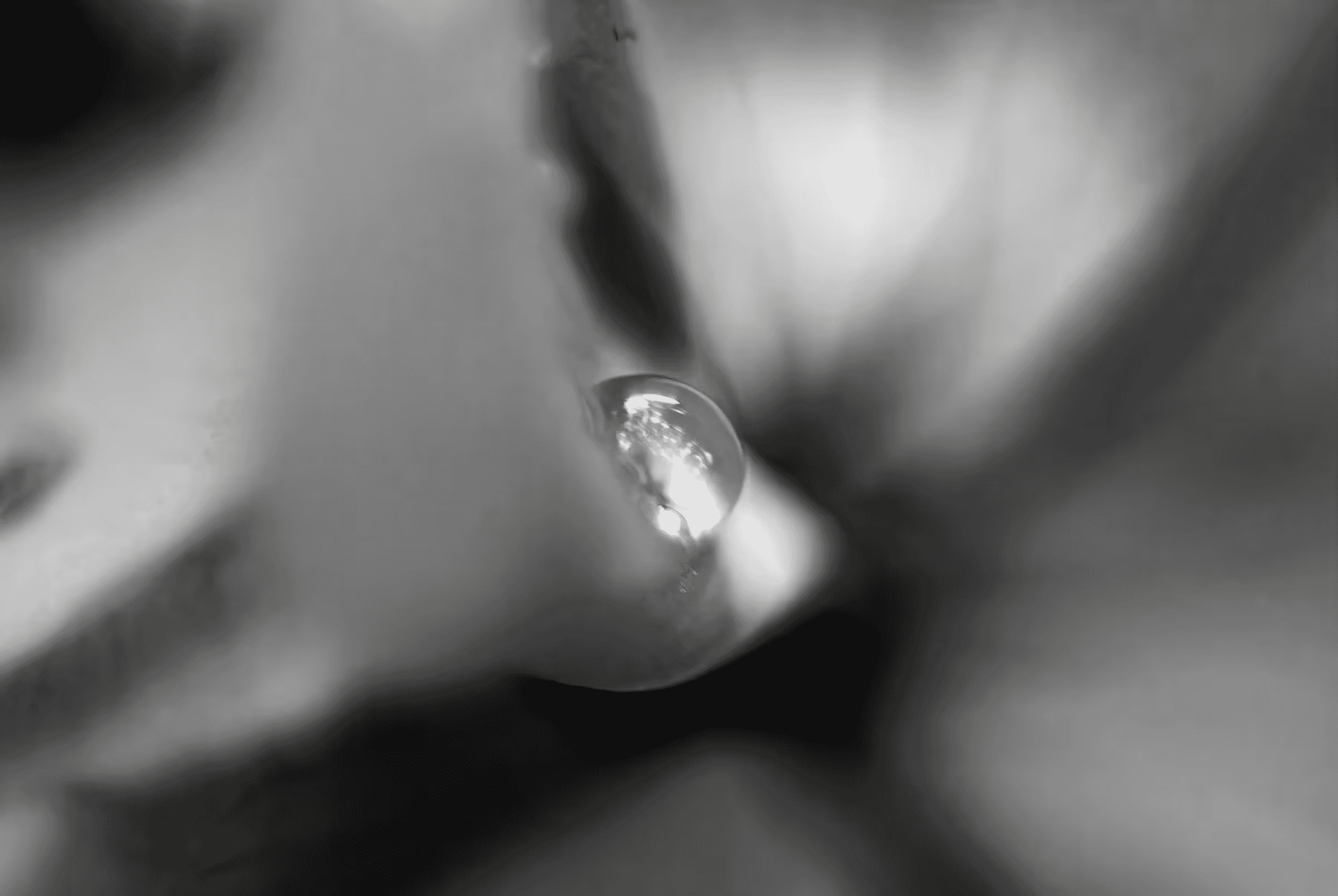 Monochrome Droplet Black and white macro photograph of a water droplet clinging to a plant.