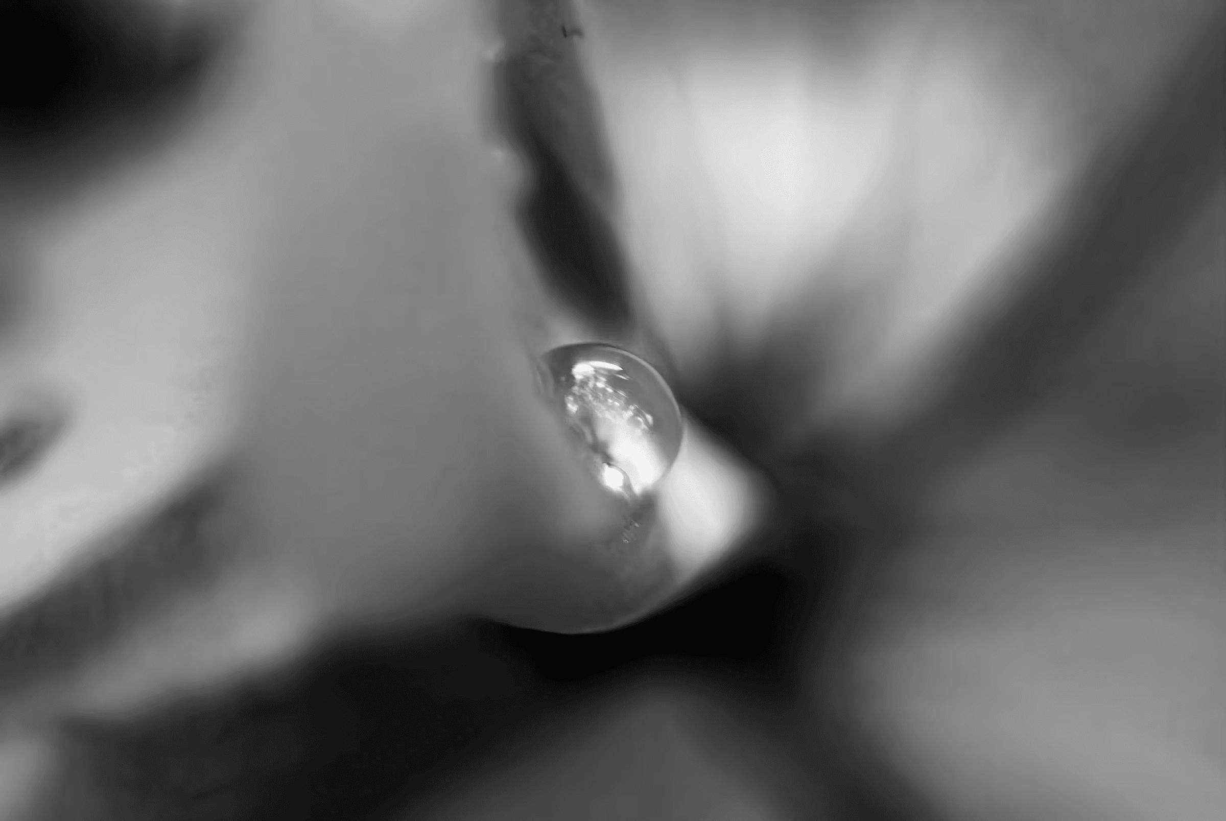 Black and white macro photograph of a water droplet clinging to a plant.