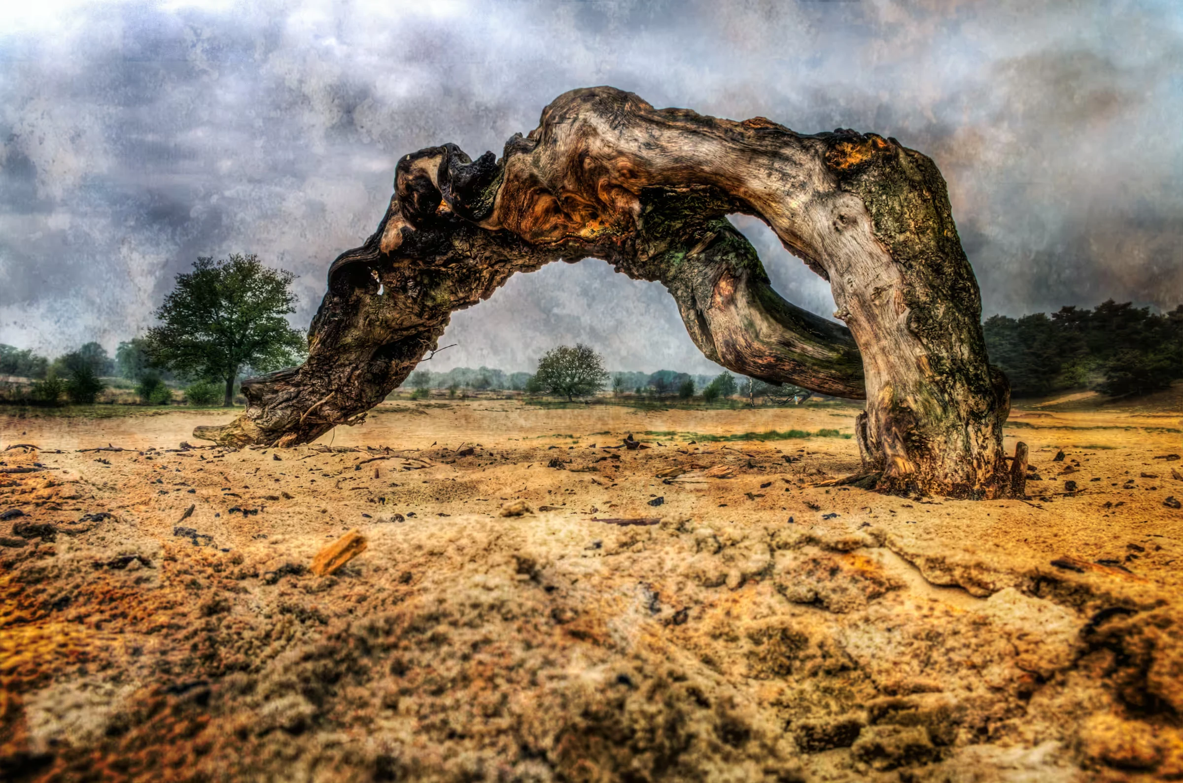 Weathered Arch Tree of Resilience in Kaatsheuvel.
