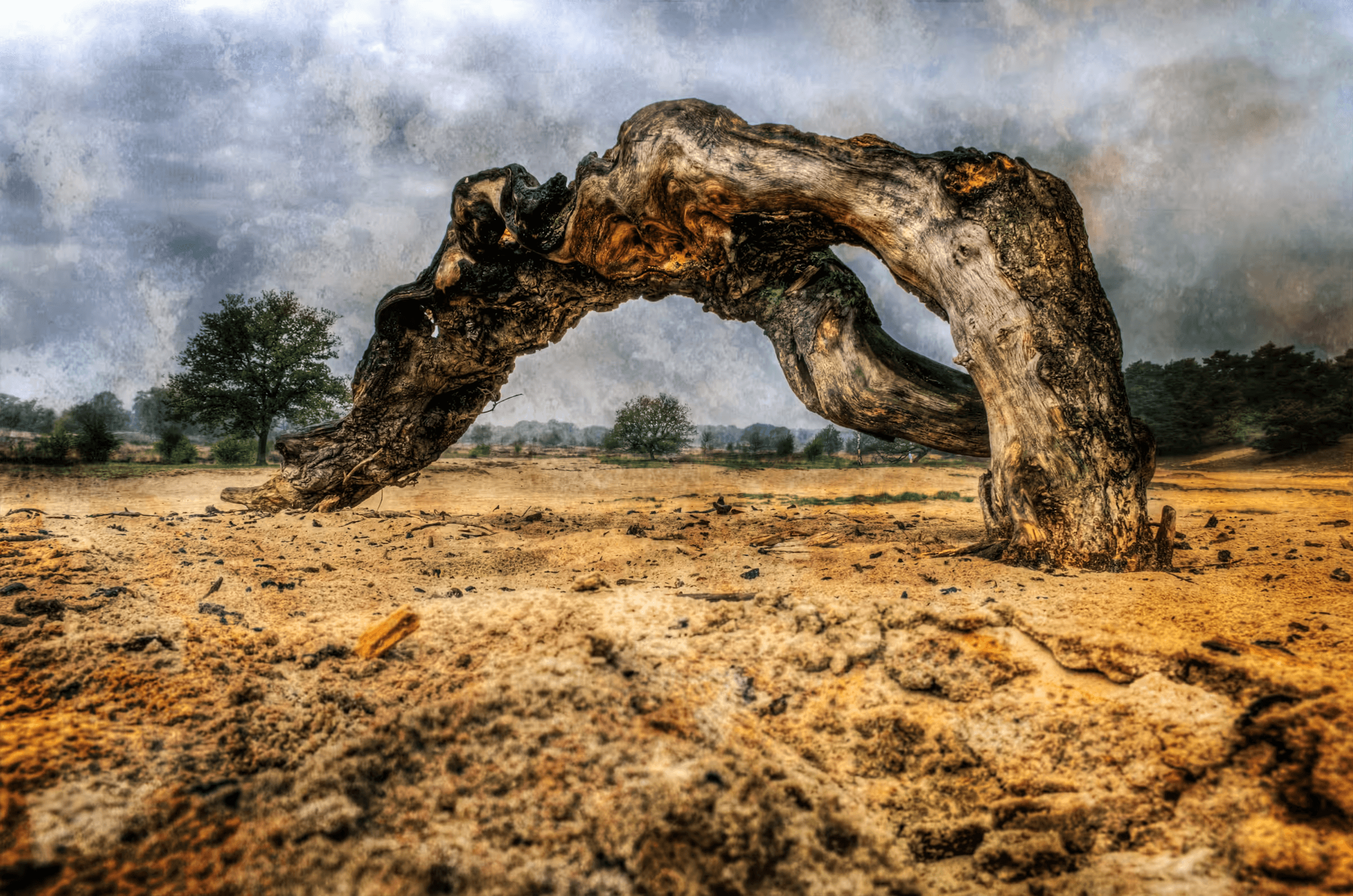Click to view in fullscreen Weathered Arch Tree of Resilience in Kaatsheuvel.