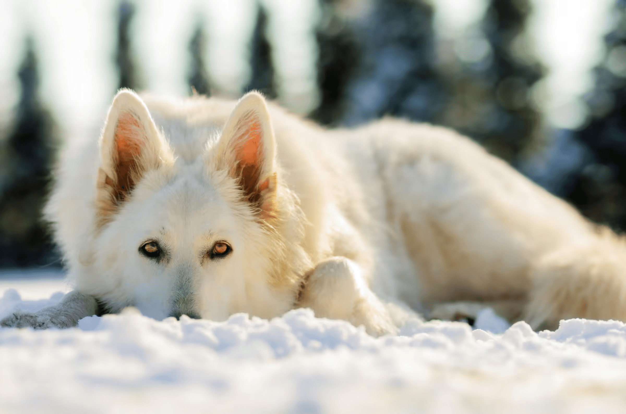 White Swiss Shepherd in Snow White Swiss Shepherd resting in snow and looking directly at the viewer.