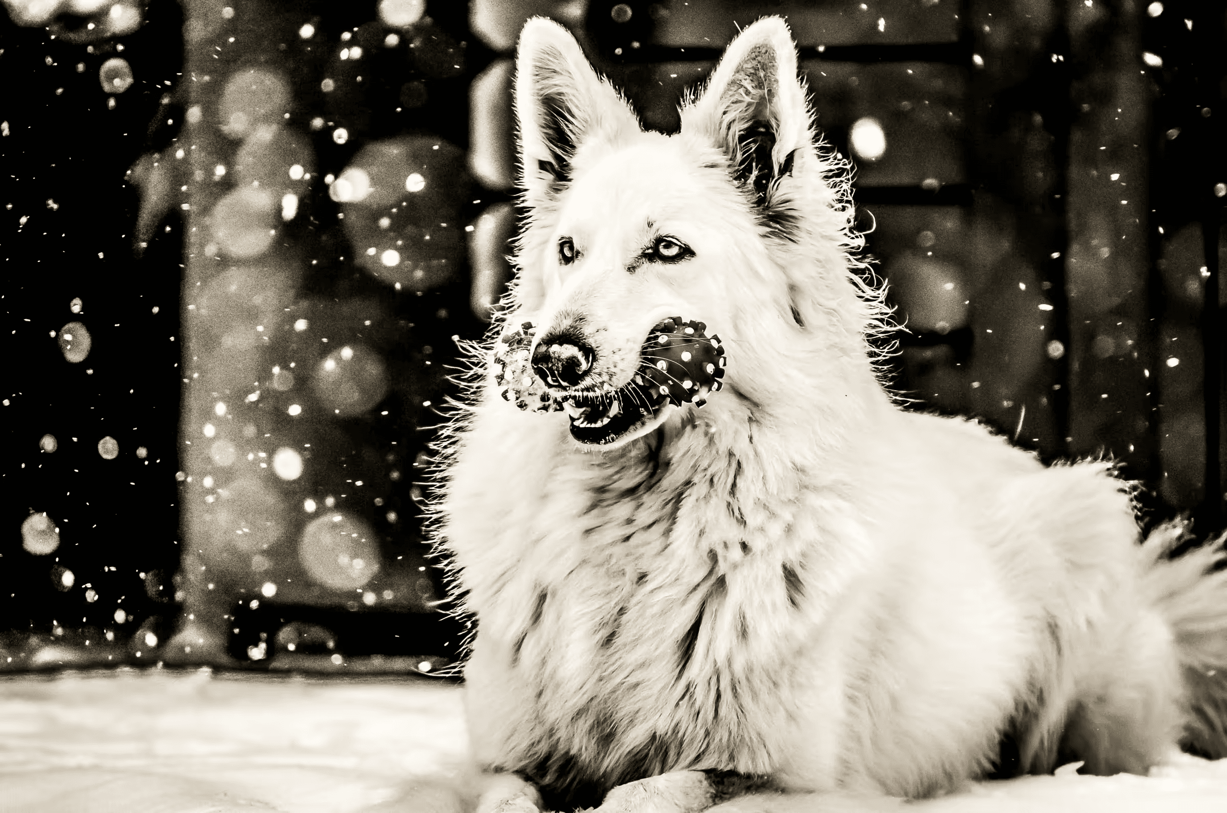 A White Swiss Shepherd Dog playing in the snow.