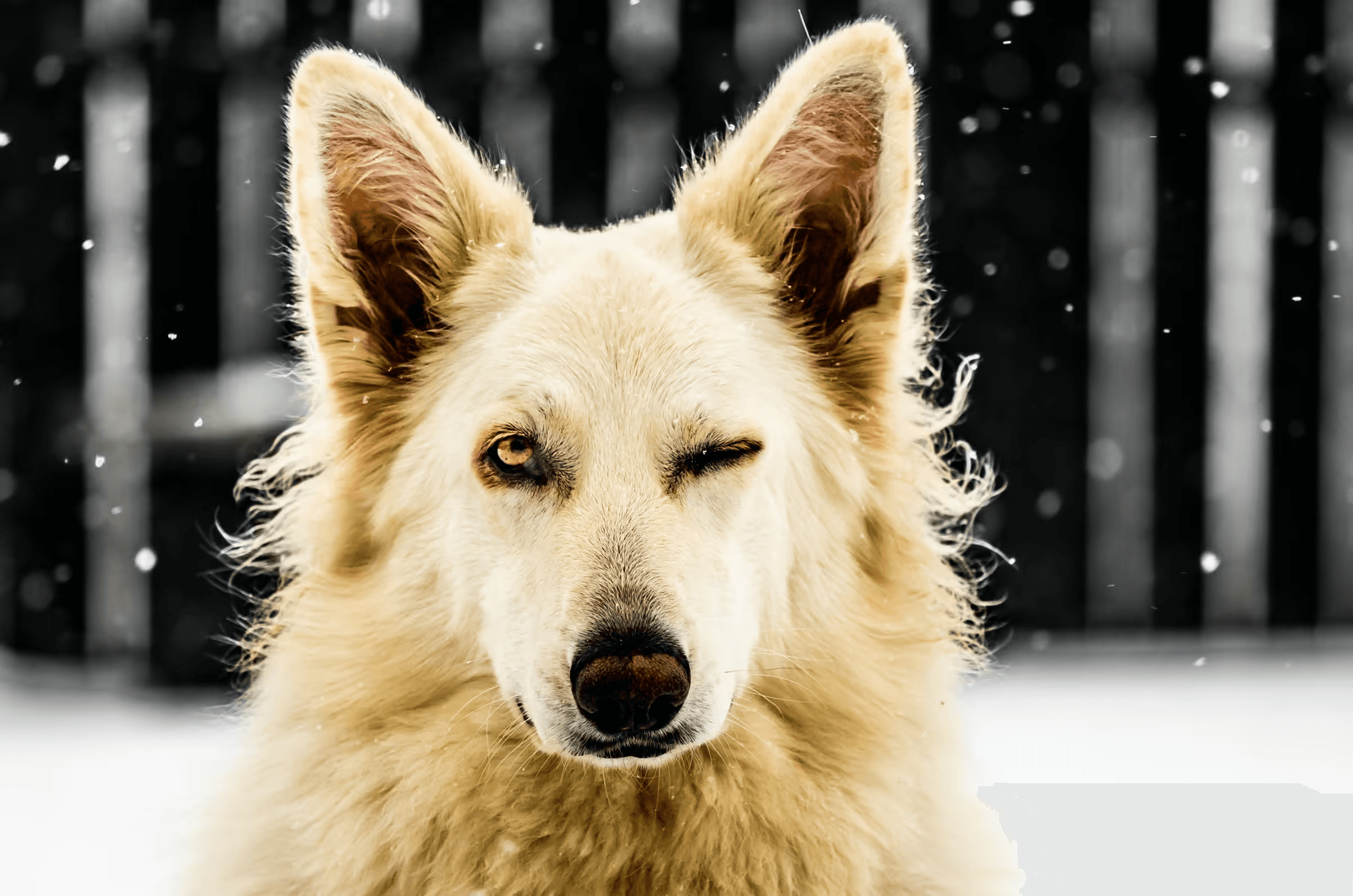 Click to view in fullscreen A White Swiss Shepherd Dog playfully winking with one eye closed in a snowy winter scene.