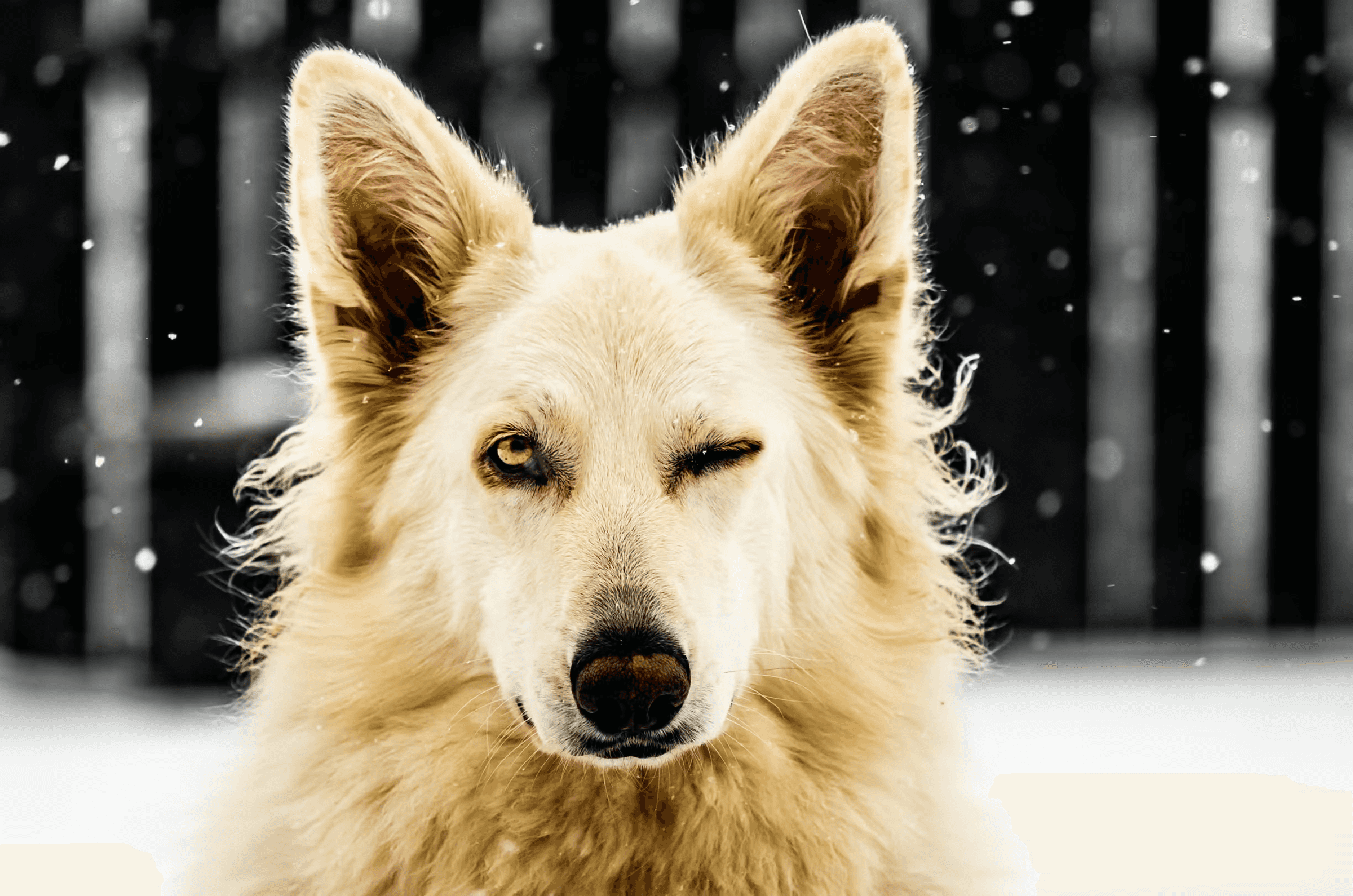 A White Swiss Shepherd Dog playfully winking with one eye closed in a snowy winter scene.