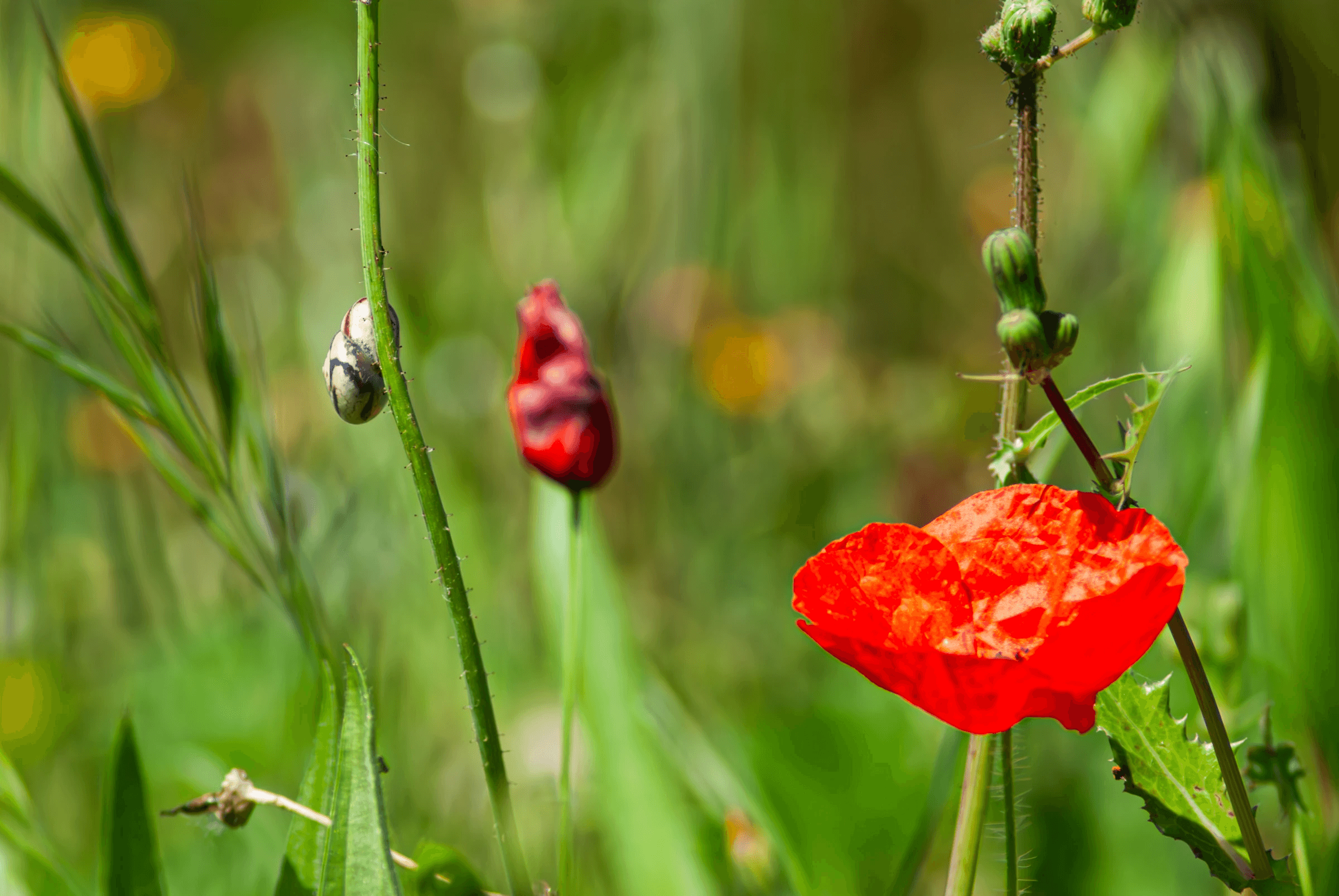 Wildflower Meadow with Poppy and Snail Wildflower Meadow Poppy Snail in Piano Grande.
