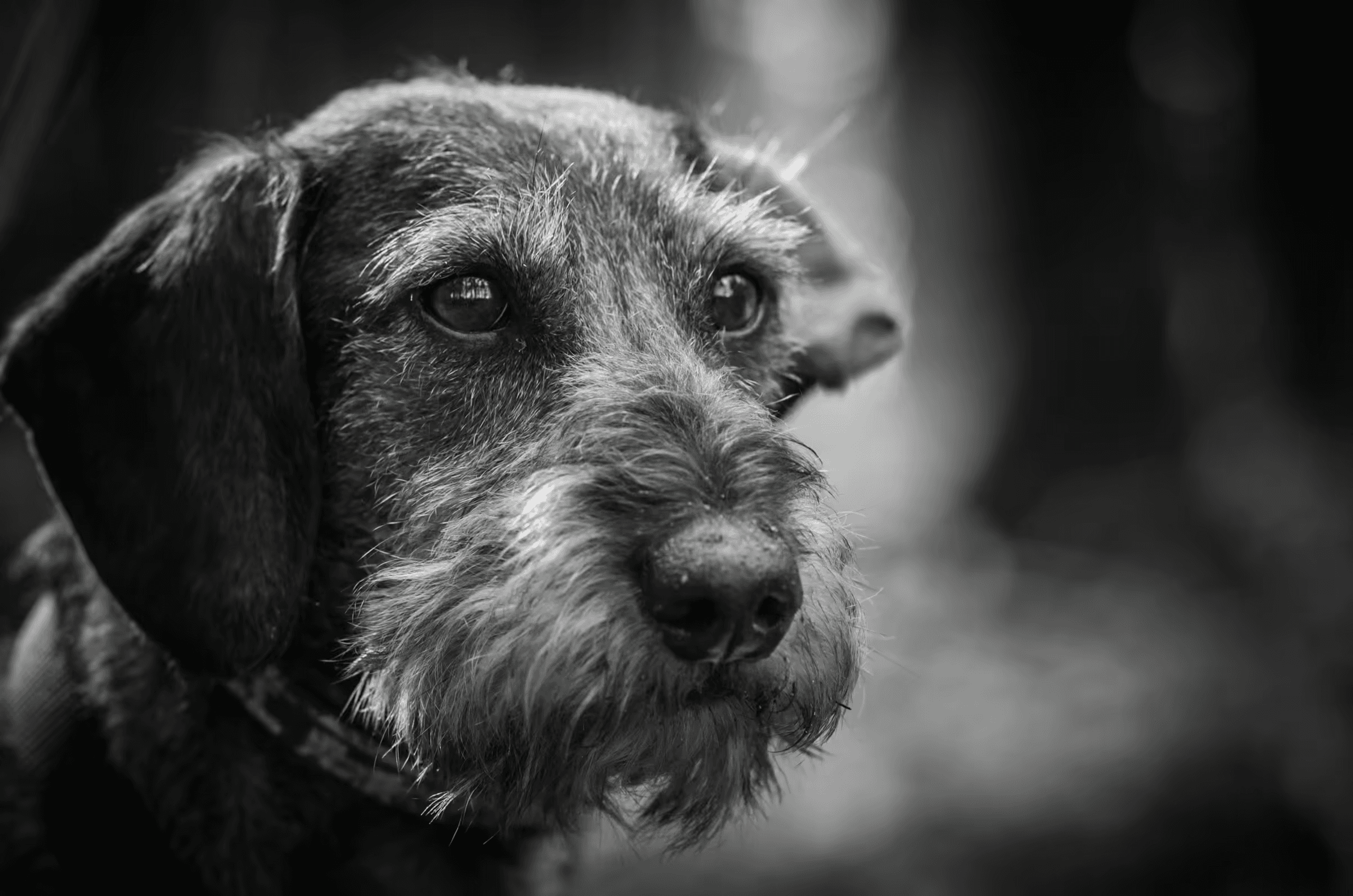 Black and white portrait photograph of a Wirehaired Dachshund dog. Close-up of the dog's head, with a focus on its expressive eyes and wiry fur.