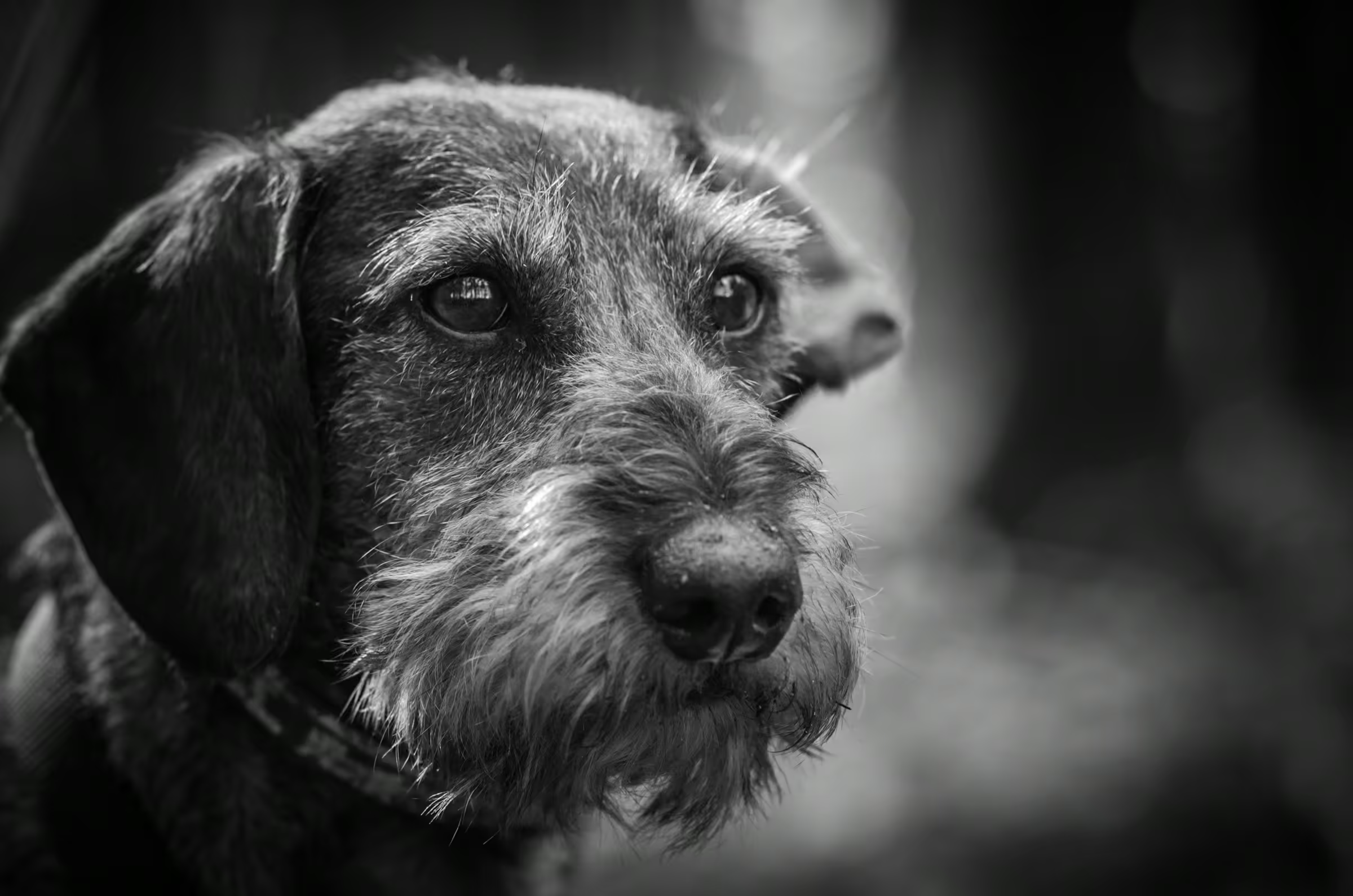 Wirehaired Gaze Dachshund Portrait in a quiet portrait in monochrome.