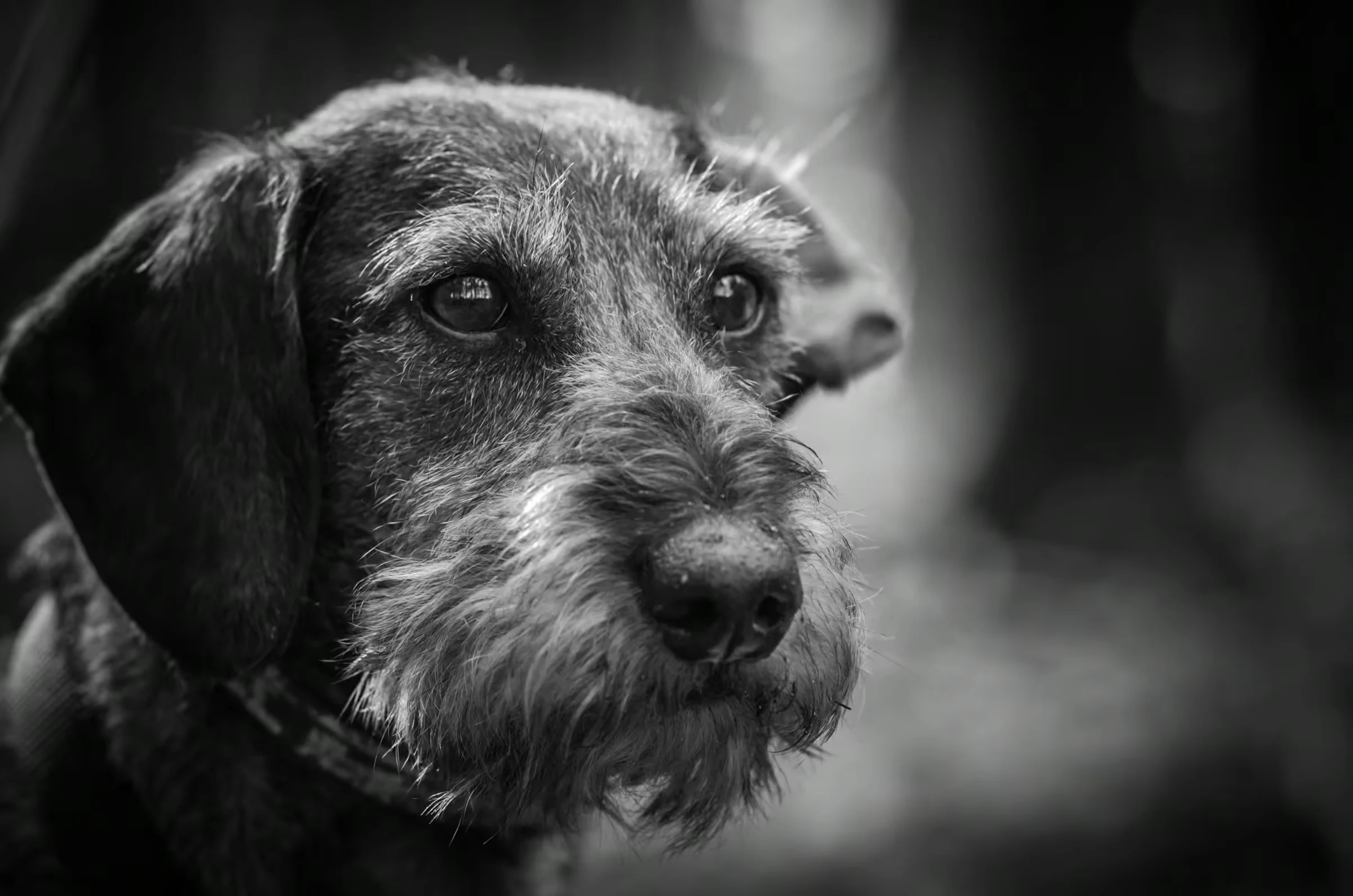 Wirehaired Gaze Dachshund Portrait in a quiet portrait in monochrome.