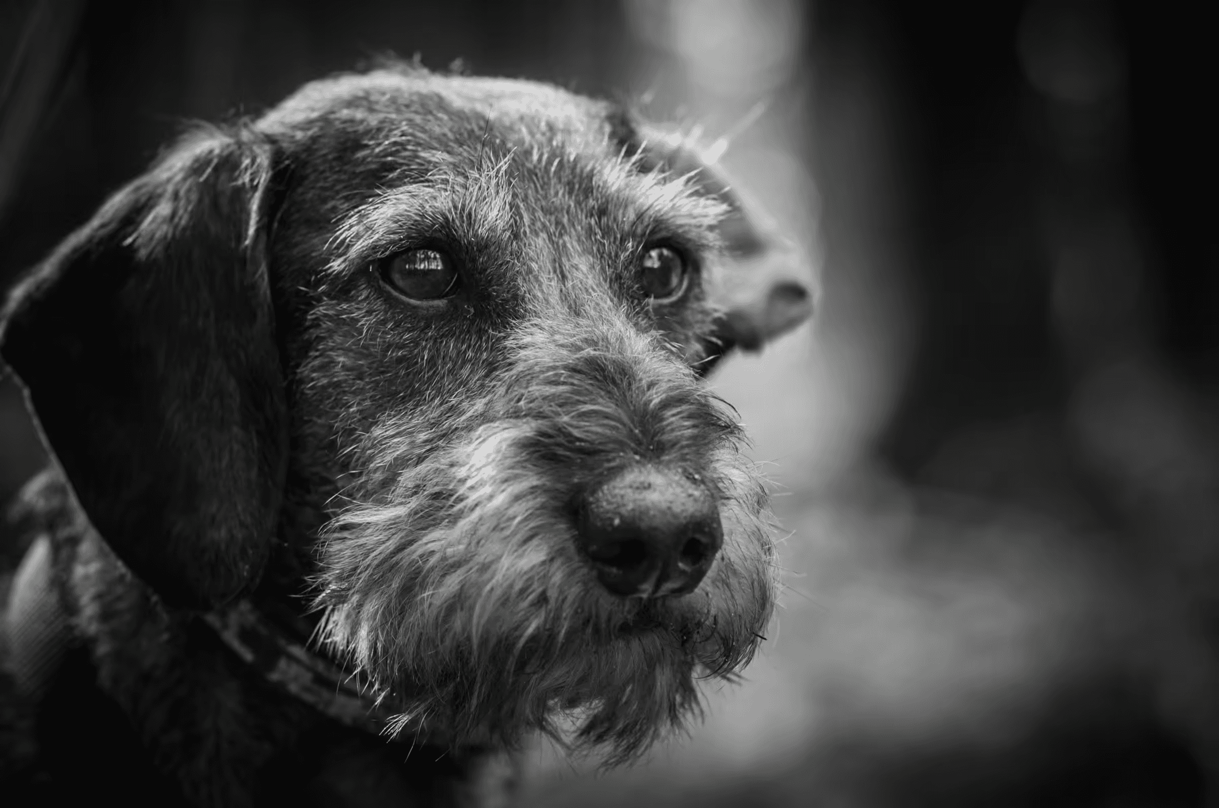Wirehaired Gaze Dachshund Portrait in a quiet portrait in monochrome.