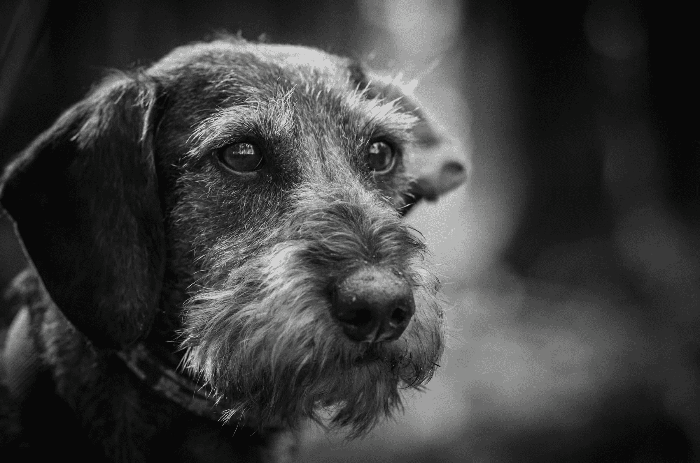 Wirehaired Gaze: Dachshund Portrait Wirehaired Gaze Dachshund Portrait in a quiet portrait in monochrome.