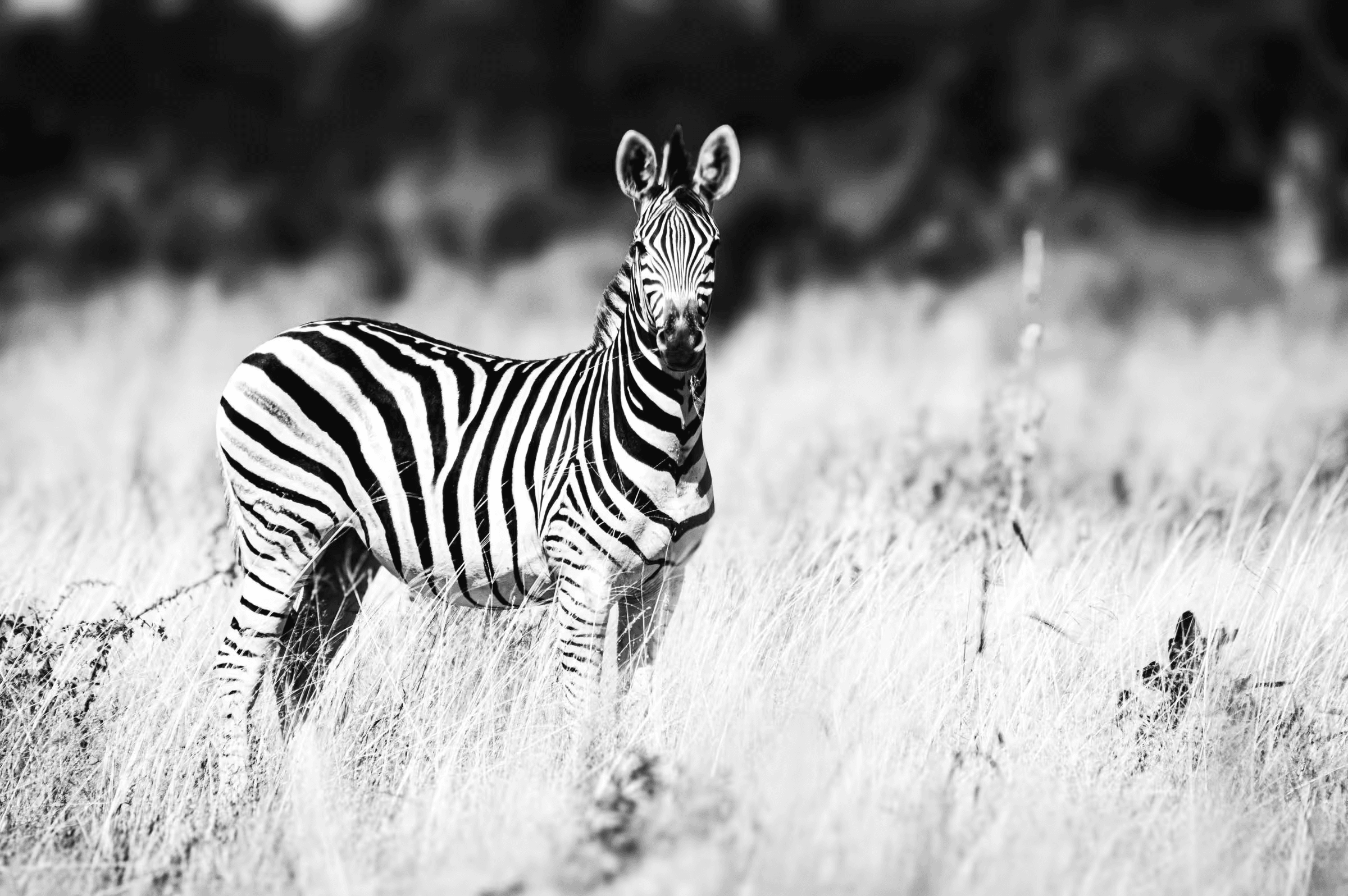 Click to view in fullscreen A single zebra looking directly at the camera.