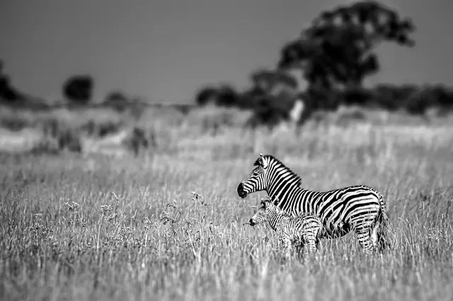 A zebra mother and her calf on the African savanna.