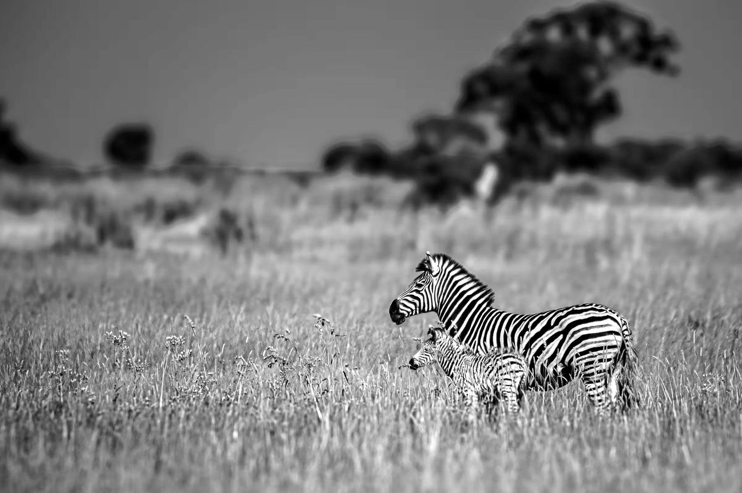 A zebra mother and her calf on the African savanna.