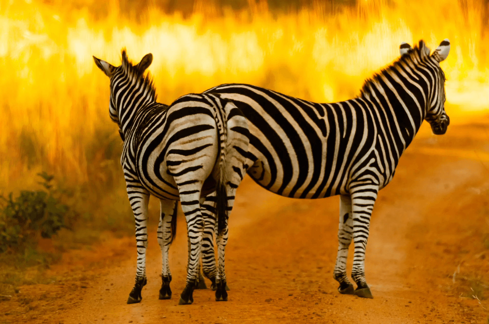 Zebra Stripes Symphony African Duo in South Africa.