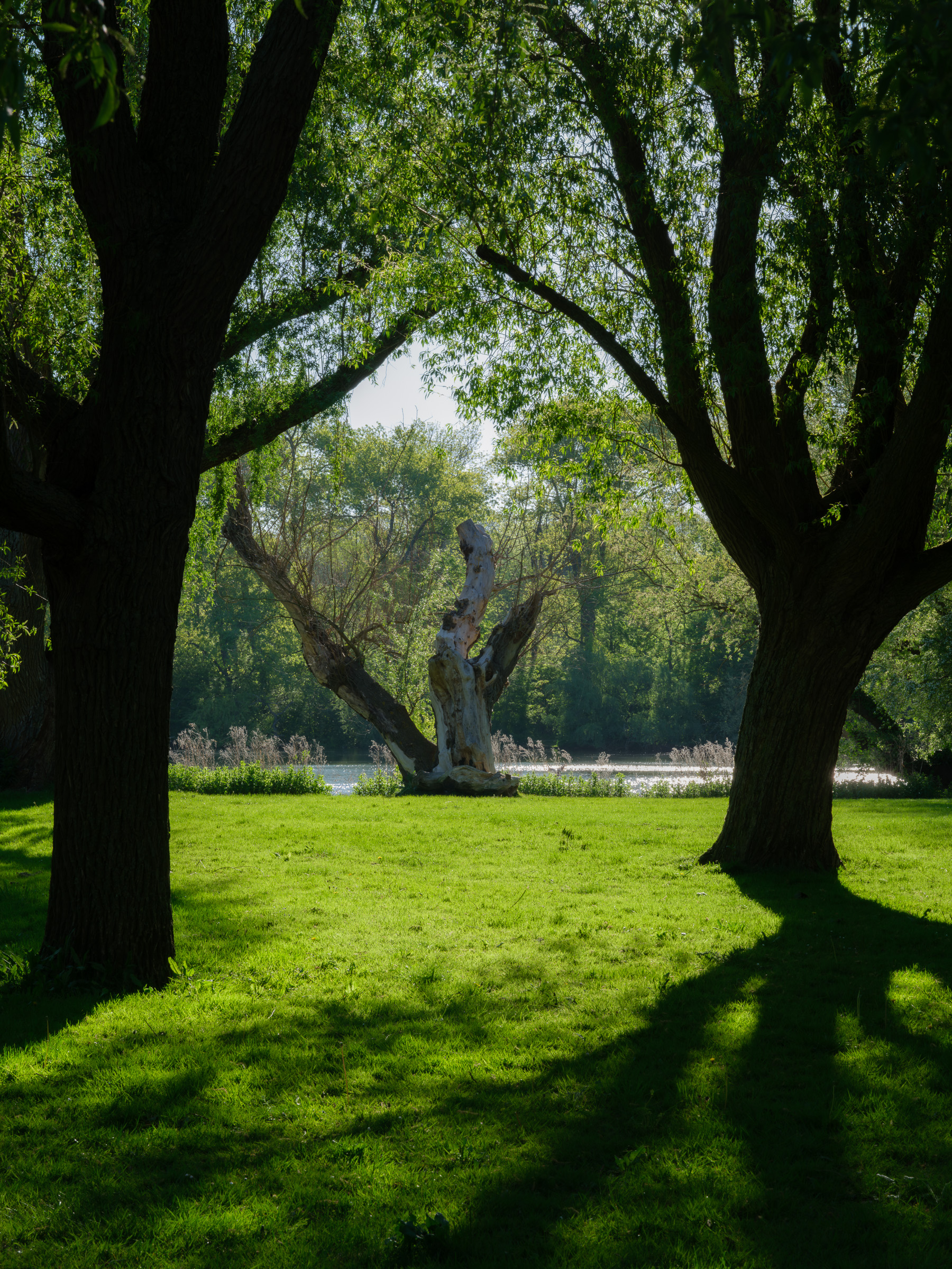 Kralingen scene with dark foreground trunks and pale central tree